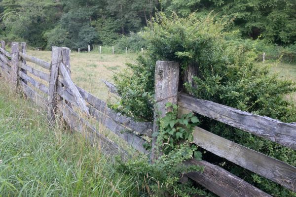 Cedar Fence Removal